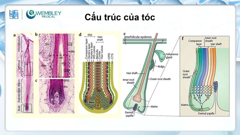 Bài báo cáo: Nguồn sống tự thân cho các vấn đề của da đầu: Tiềm năng sinh học của huyết tương giàu tiểu cầu
