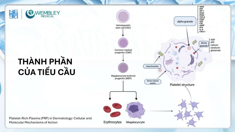 Bài báo cáo: Nguồn sống tự thân cho các vấn đề của da đầu: Tiềm năng sinh học của huyết tương giàu tiểu cầu
