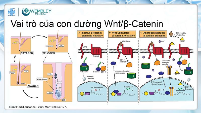 Bài báo cáo: Nguồn sống tự thân cho các vấn đề của da đầu: Tiềm năng sinh học của huyết tương giàu tiểu cầu