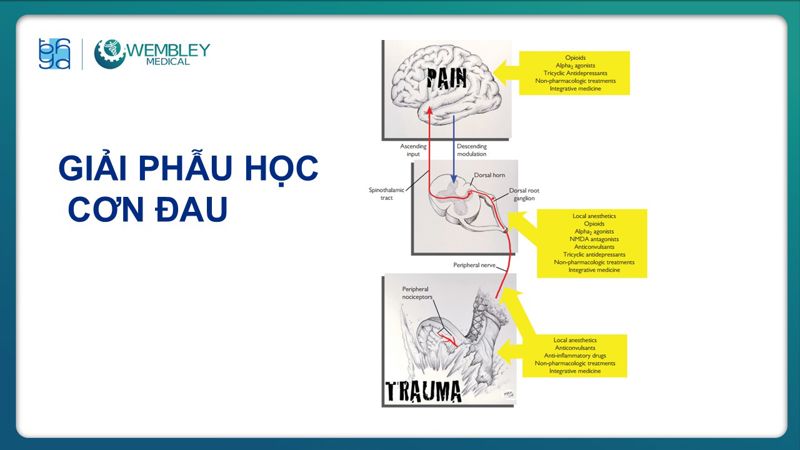 Bài báo cáo: Hiệu quả của huyết tương giàu tiểu cầu trong điều trị đau mạn tính